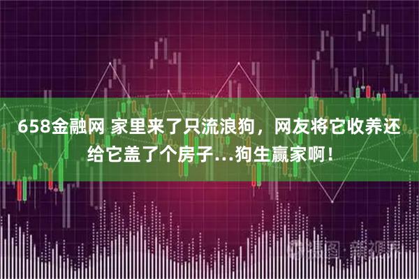 658金融网 家里来了只流浪狗，网友将它收养还给它盖了个房子…狗生赢家啊！